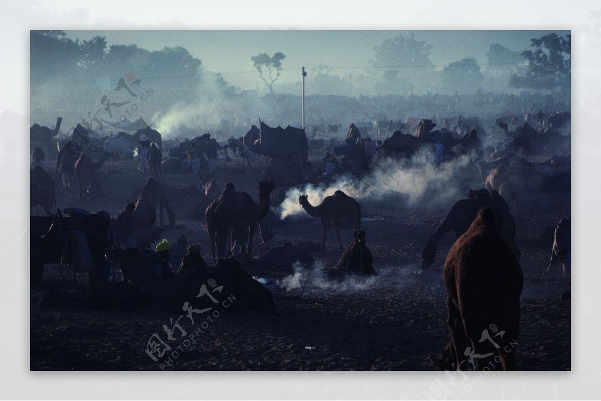 骆驼商队图片