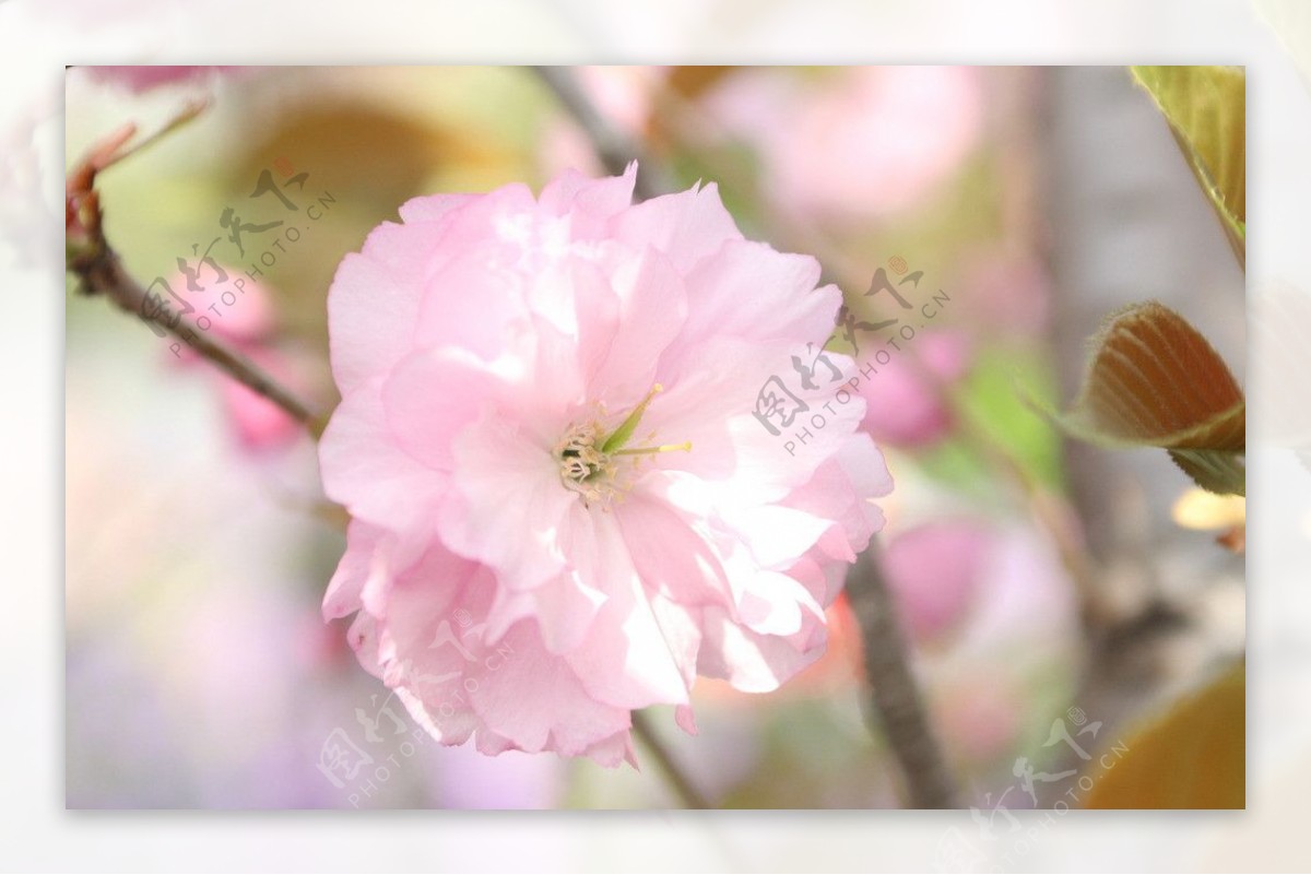 四月桃花盛开季节图片