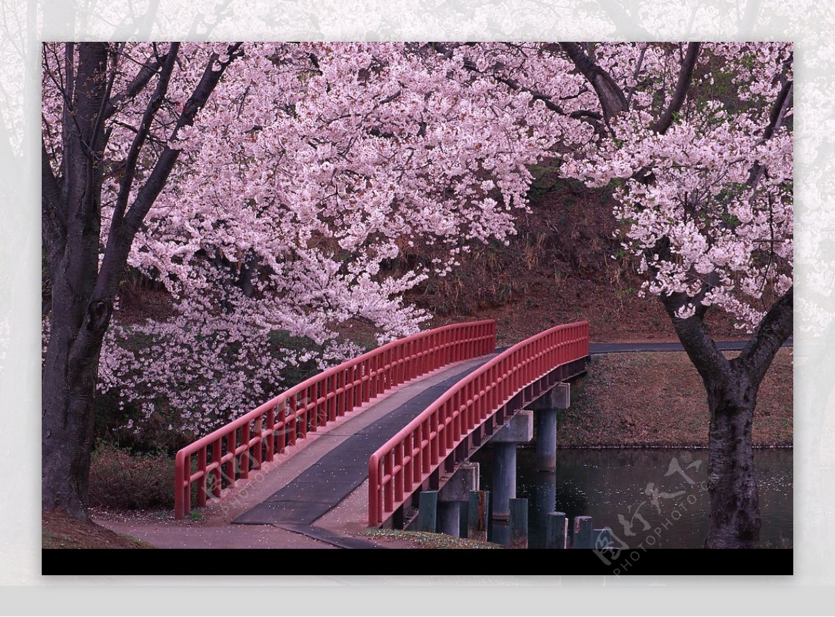 日本风味的过桥图片