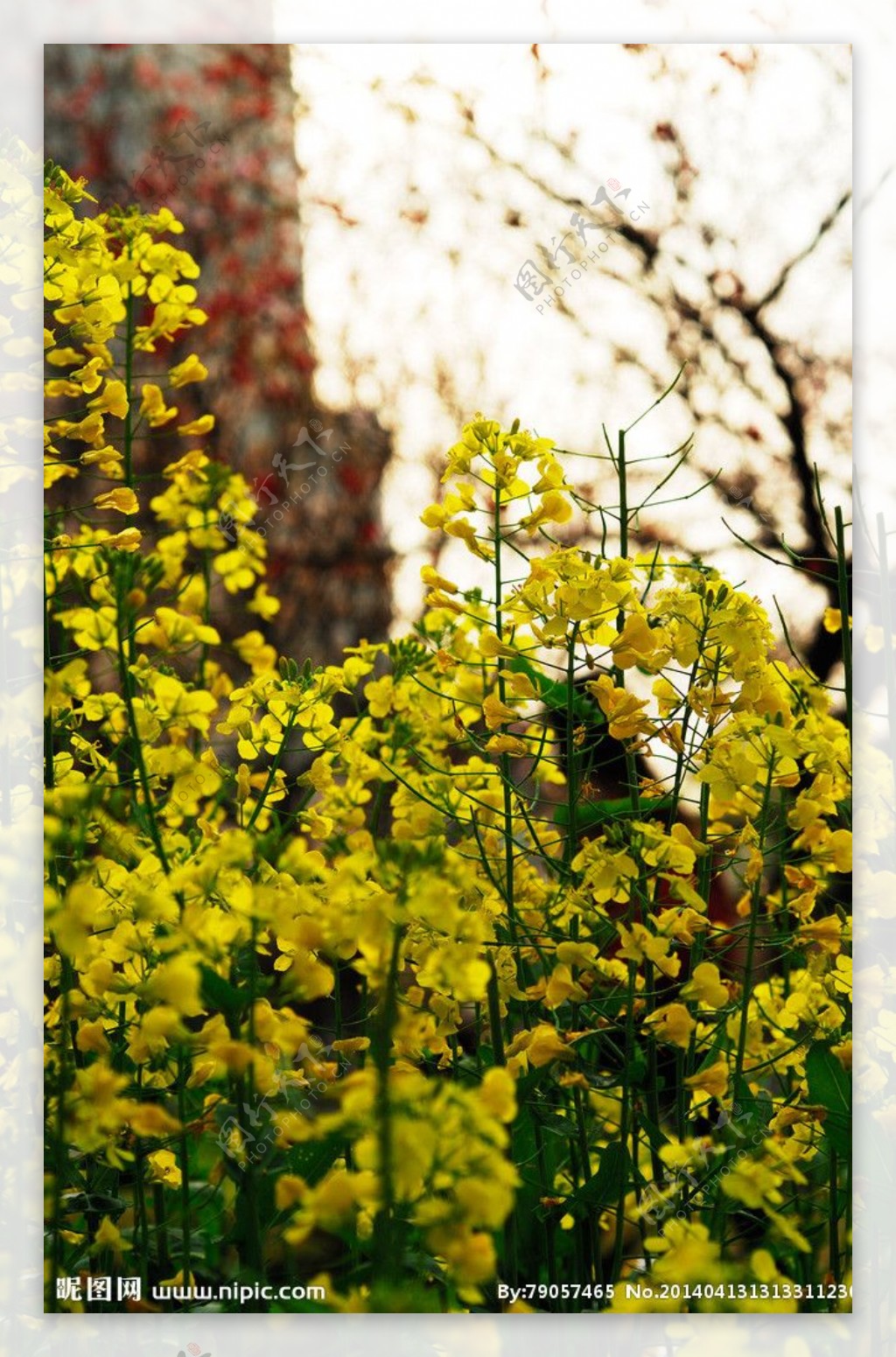 油菜花图片