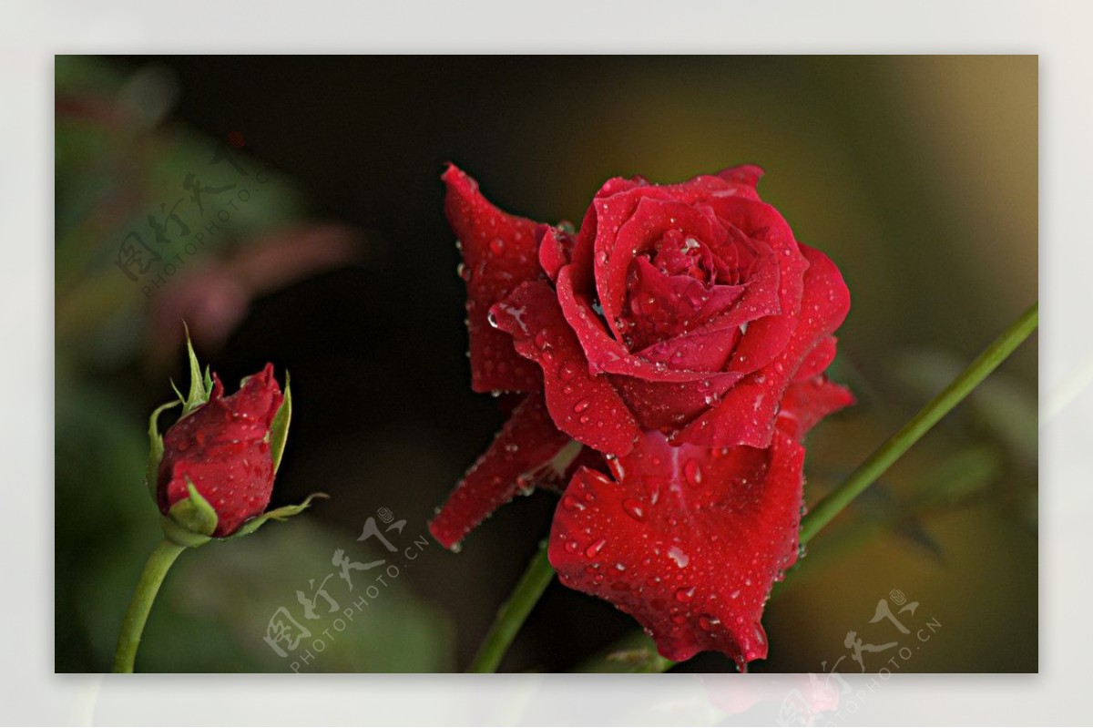 雨后月季花图片