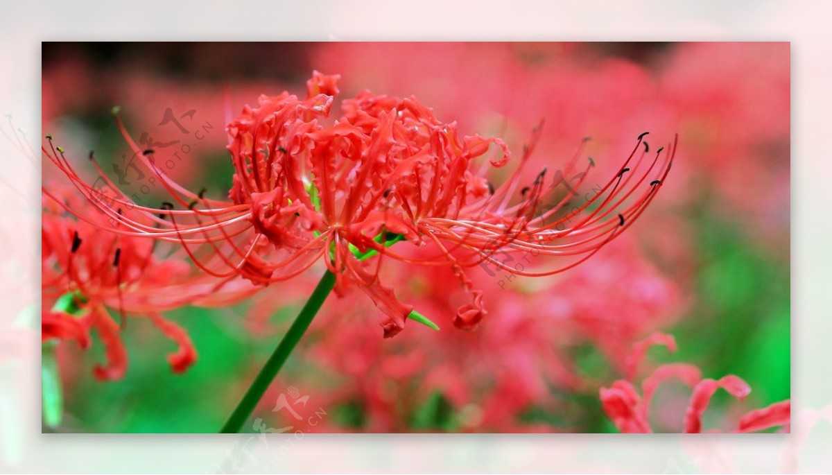 红花石蒜图片