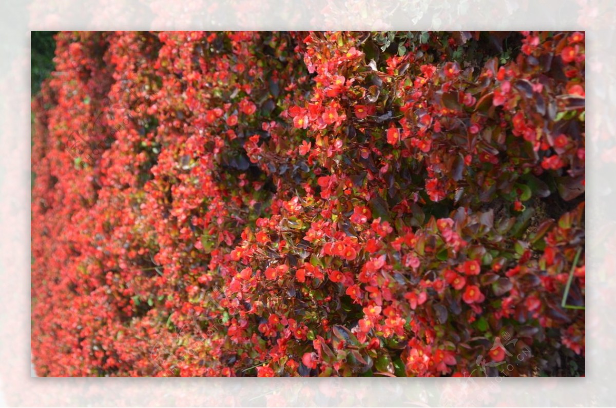 四季秋海棠花图片