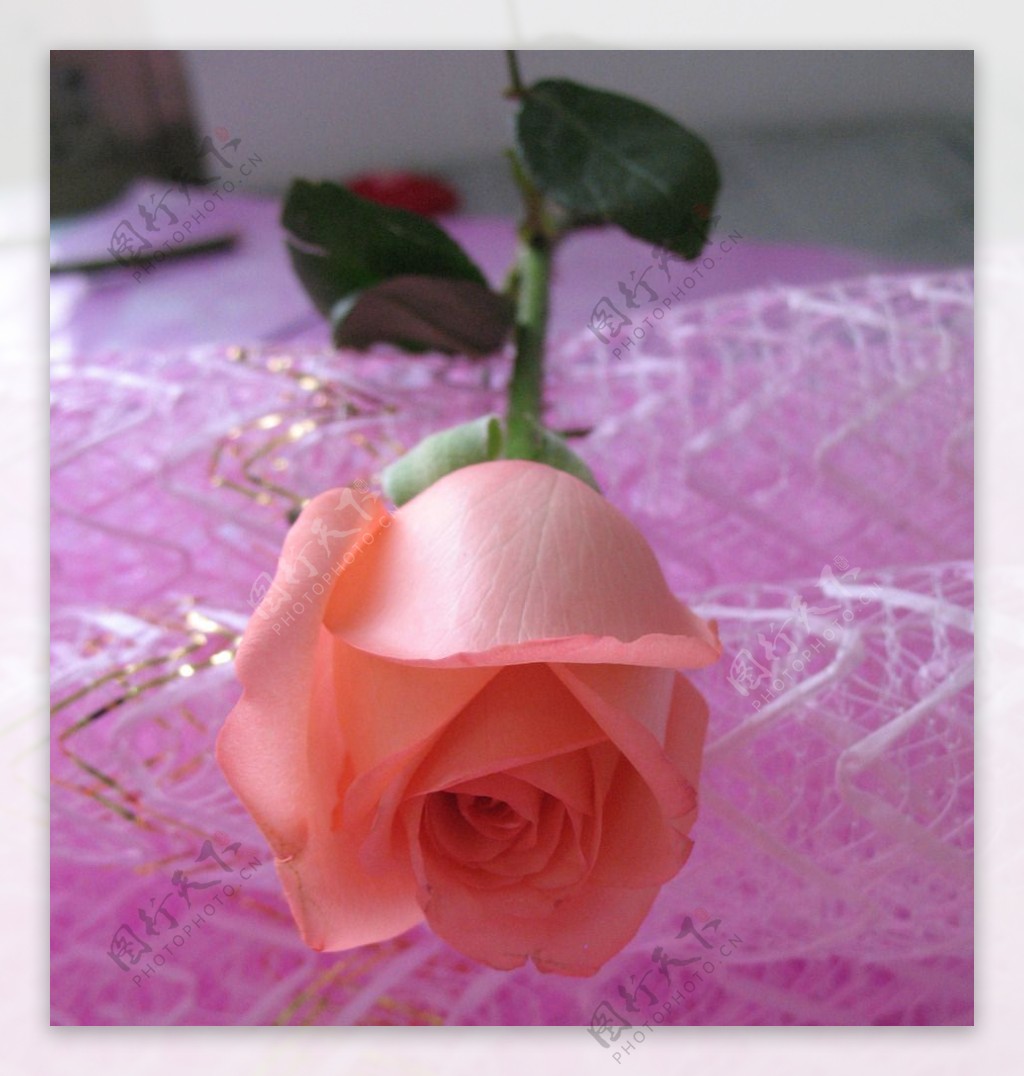 粉玫瑰图片素材-编号14531412-图行天下