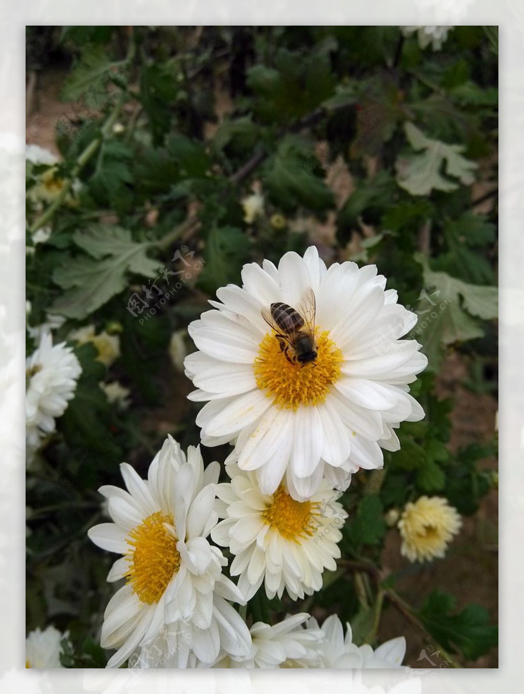 菊花小蜜蜂图片