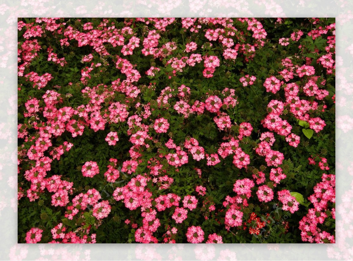 花海花丛背景图片