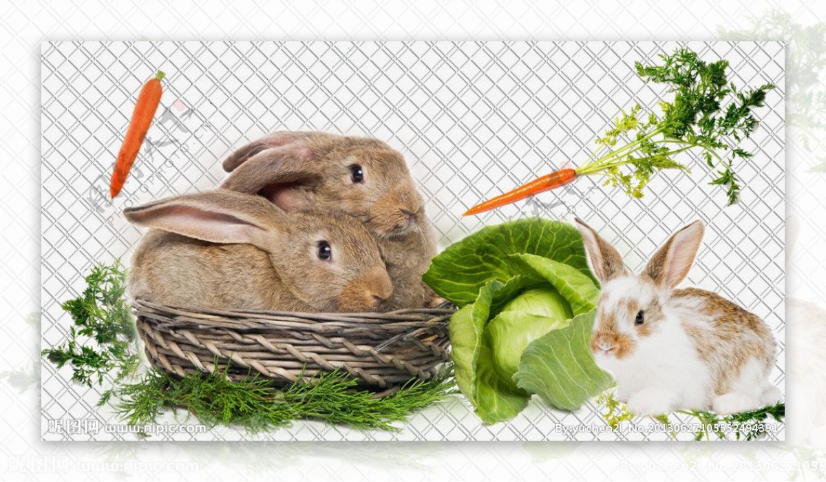 兔子PS海报素材图片