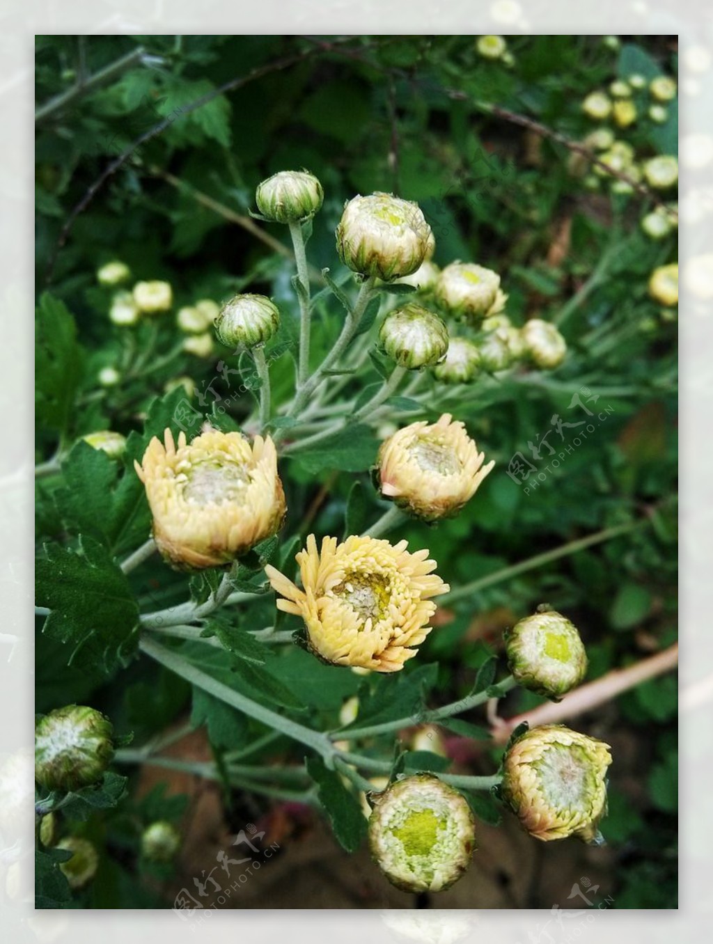 菊花花蕾图片