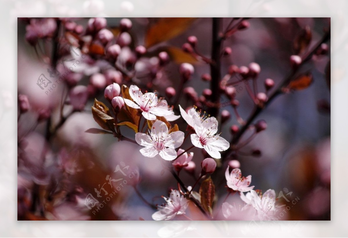 春天盛开樱花高清图片