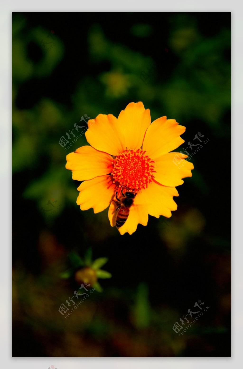 波斯菊与蜜蜂图片