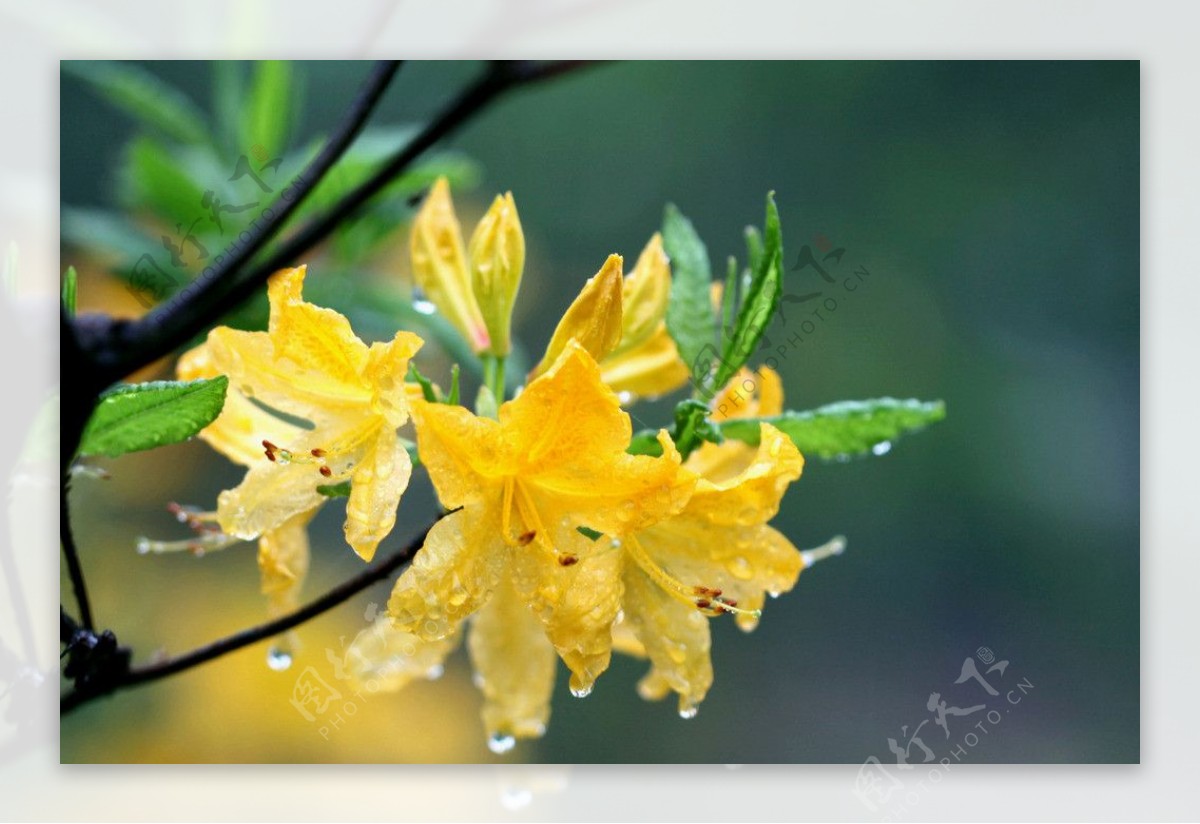 雨中黄杜鹃图片