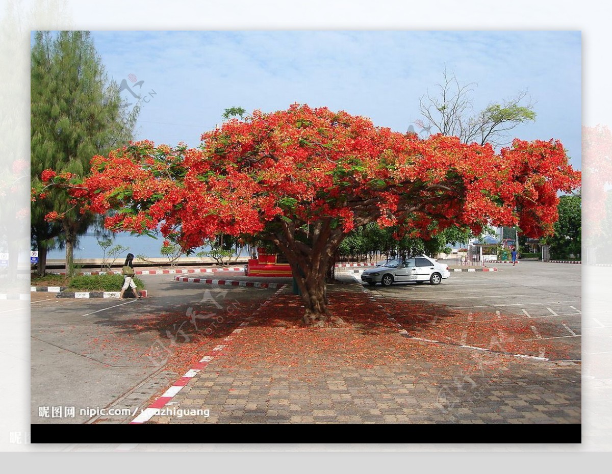 普吉岛花树图片