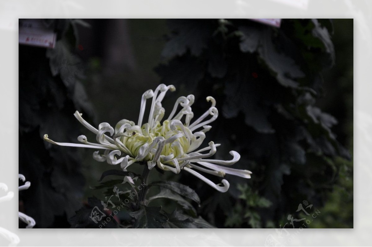 菊花黄色菊花展图片