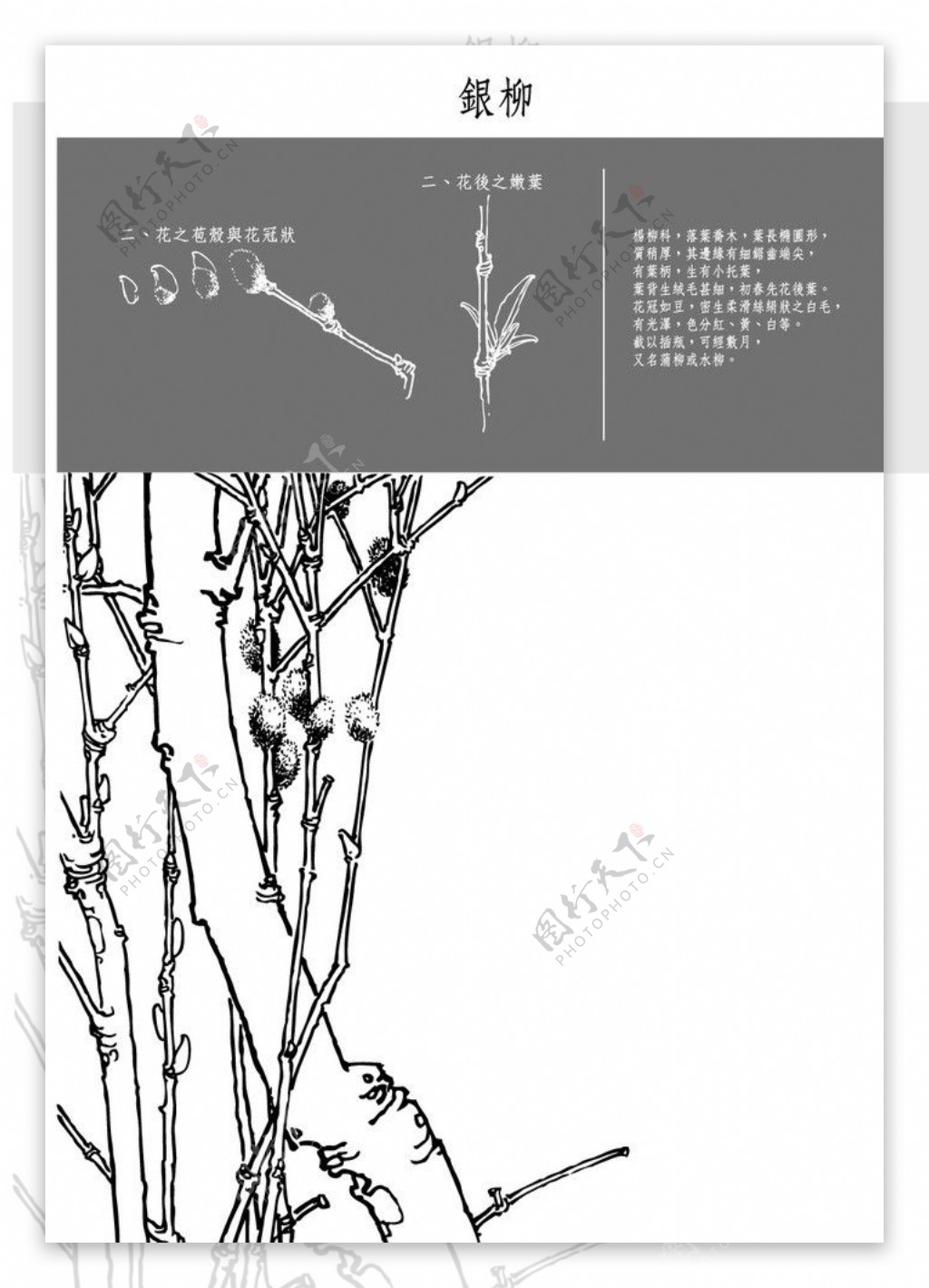 中国风花卉银柳图片