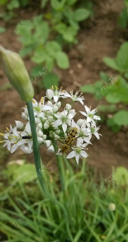 白花图片