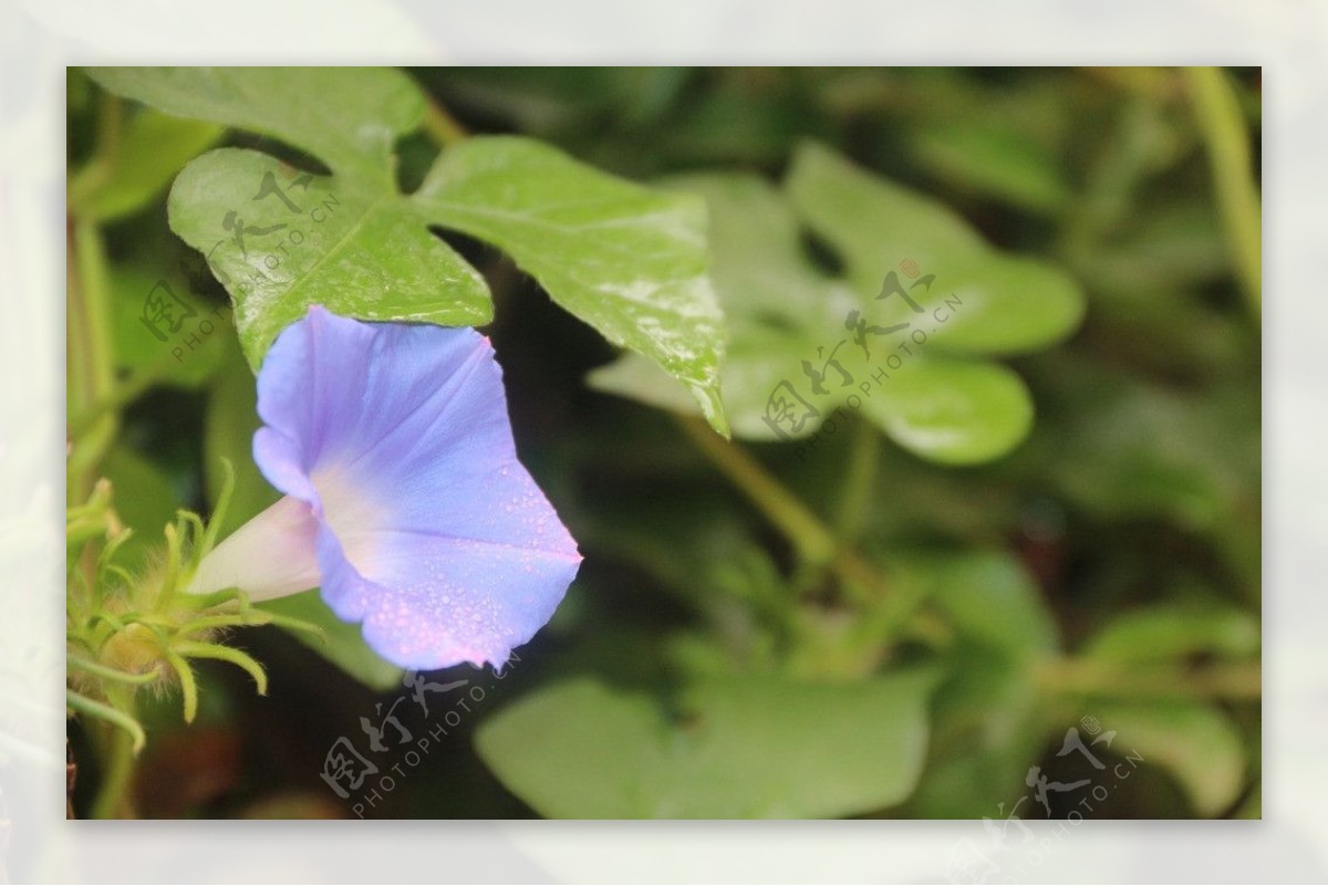 牵牛花图片