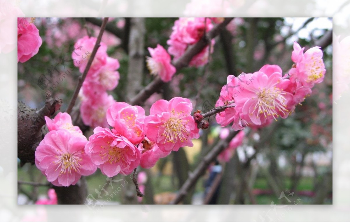 红梅花图片