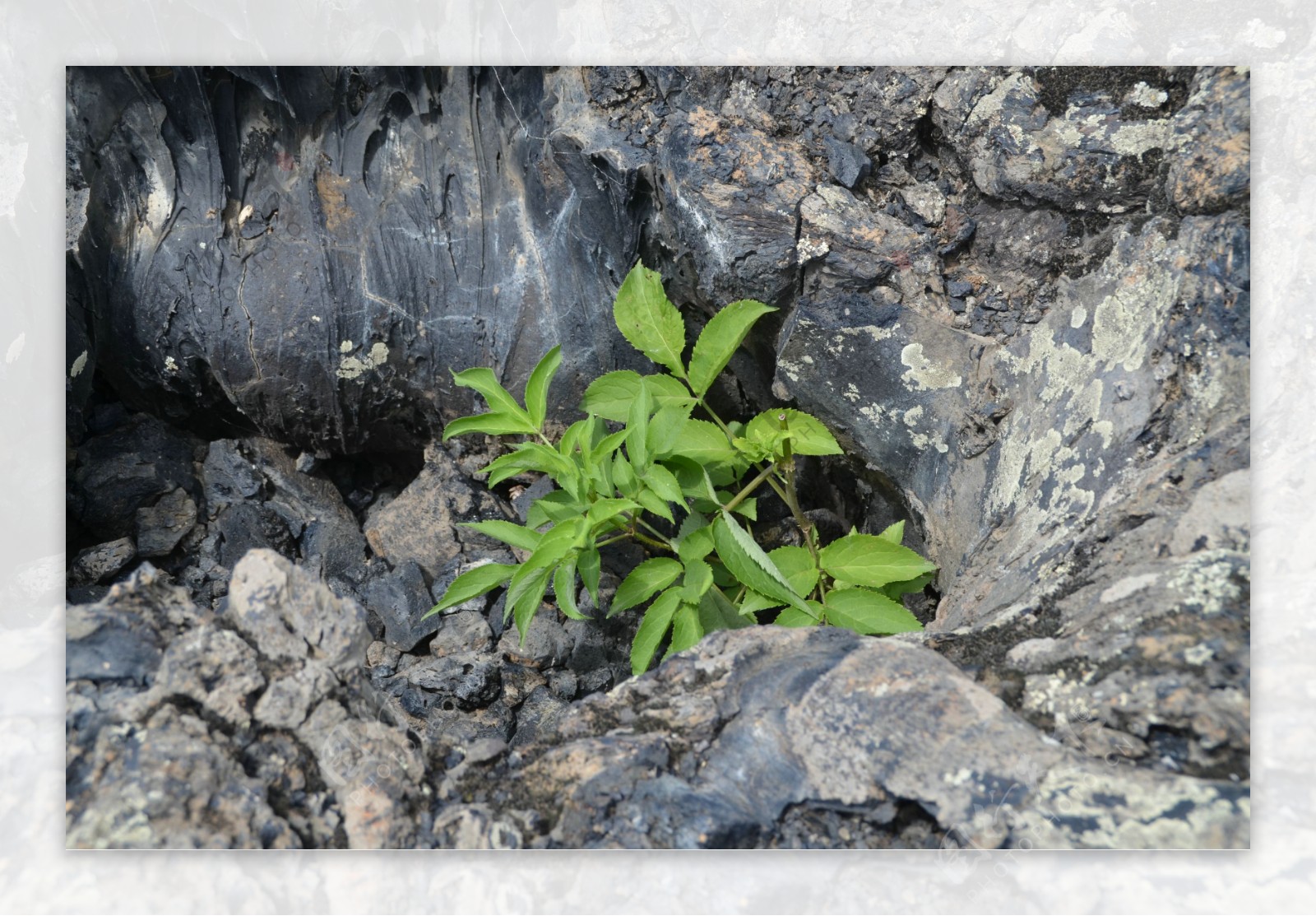 五大连池火山植物图片