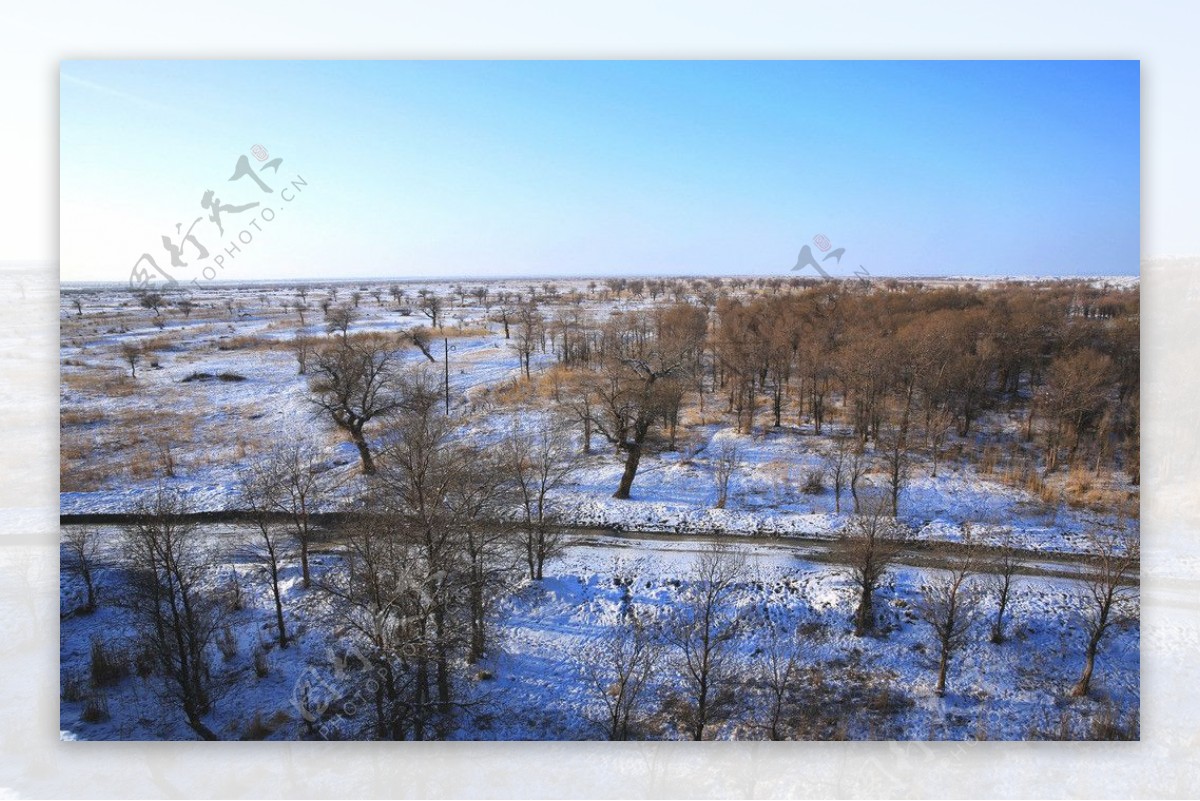 白杨河雪景图片