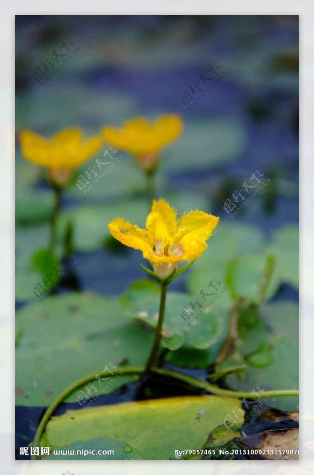 浮萍花图片