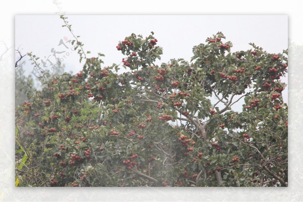 沂蒙山楂山楂树丰收图片