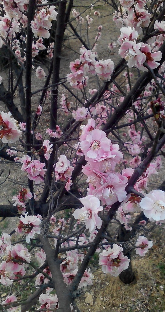 花桃花照片图片