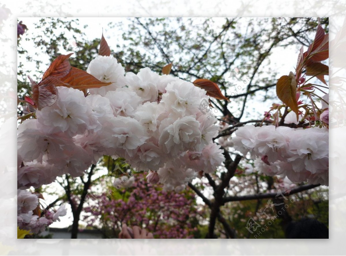 初春樱花图片