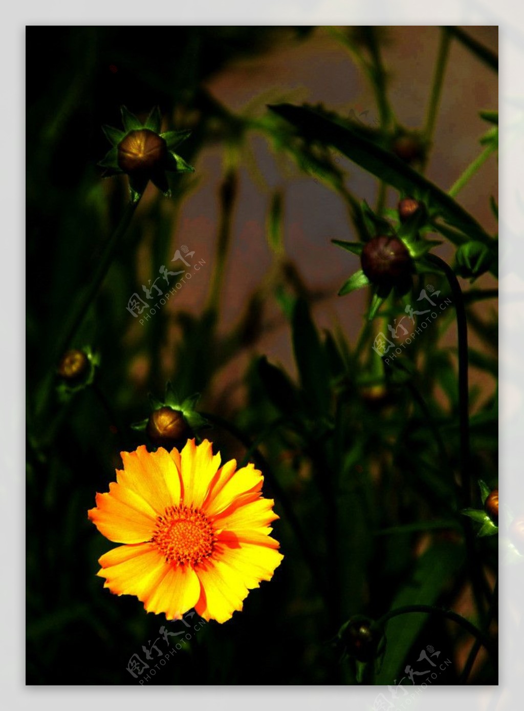 黄菊花绽放图片