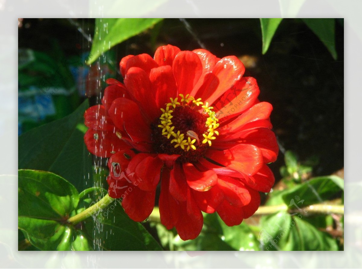 水淋红菊花图片