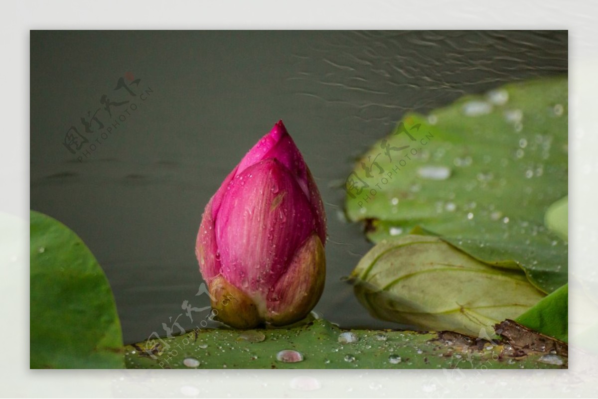 雨中荷花图片