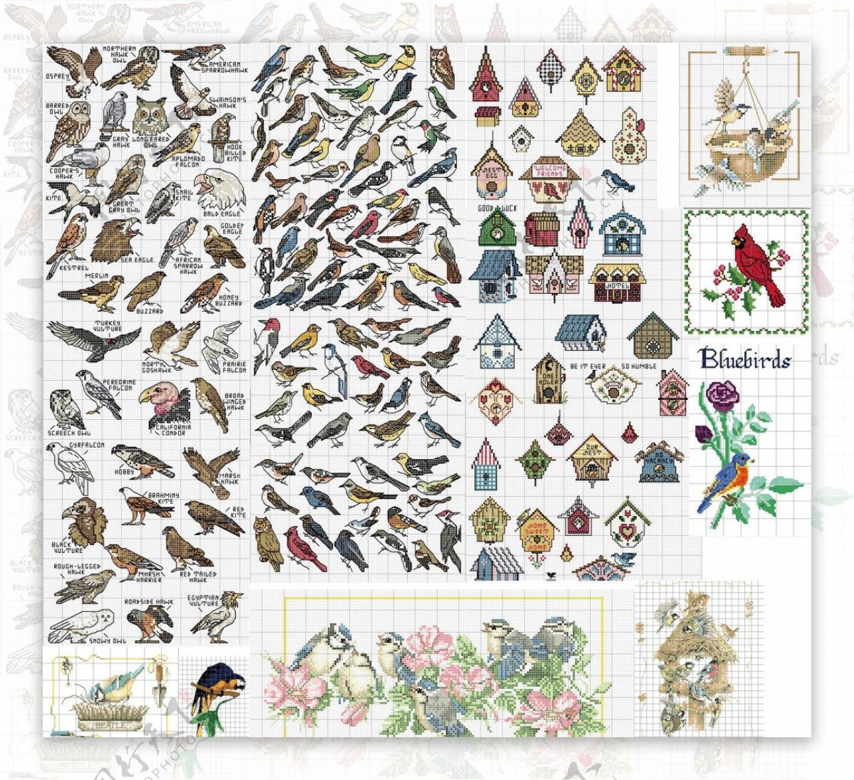 十字绣鸟类图谱图片