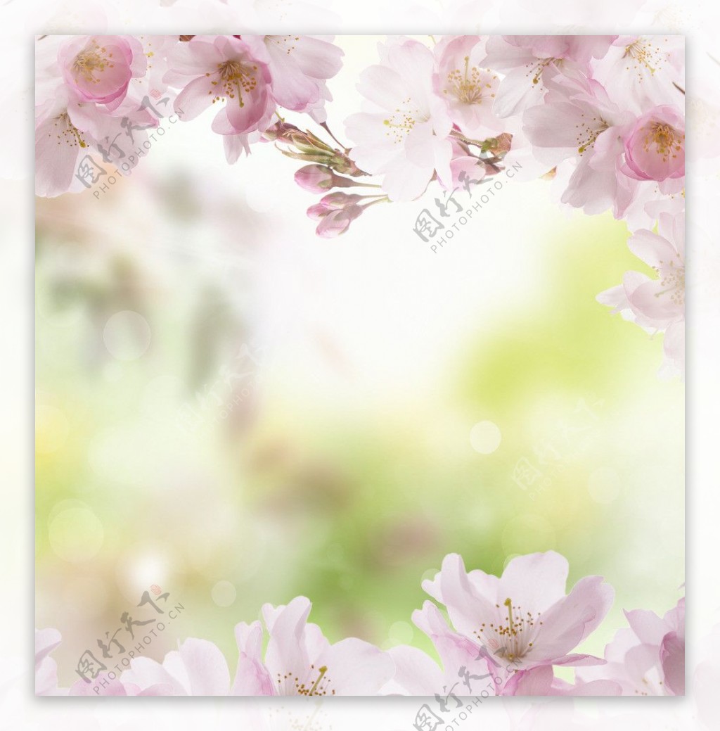 粉红色桃花图片