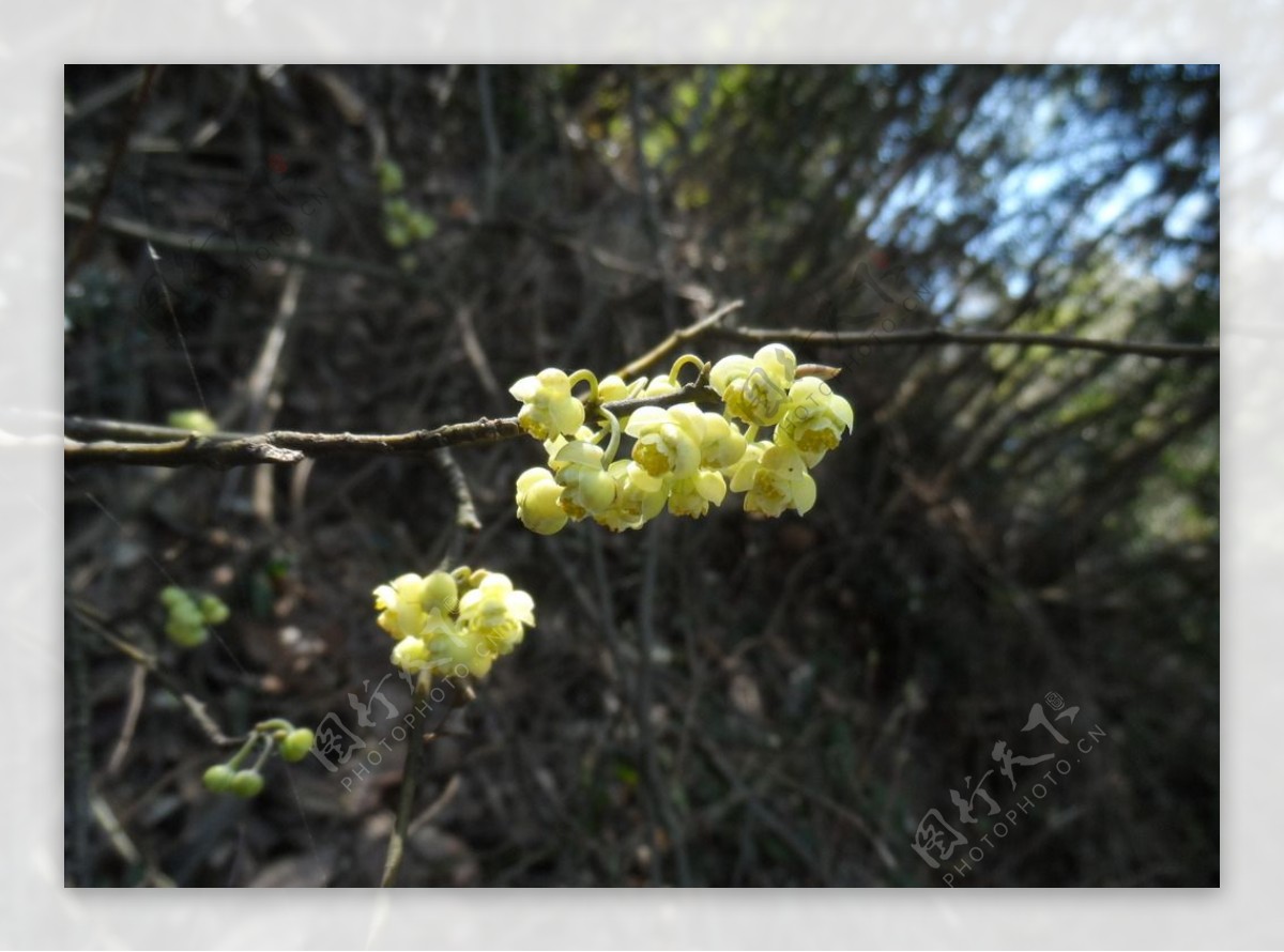 山间黄色小野花枝桠图片
