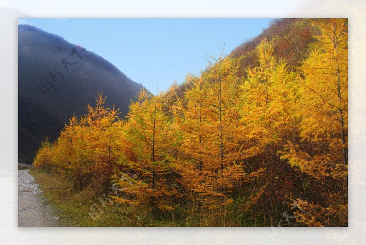 临夏太子山风光图片