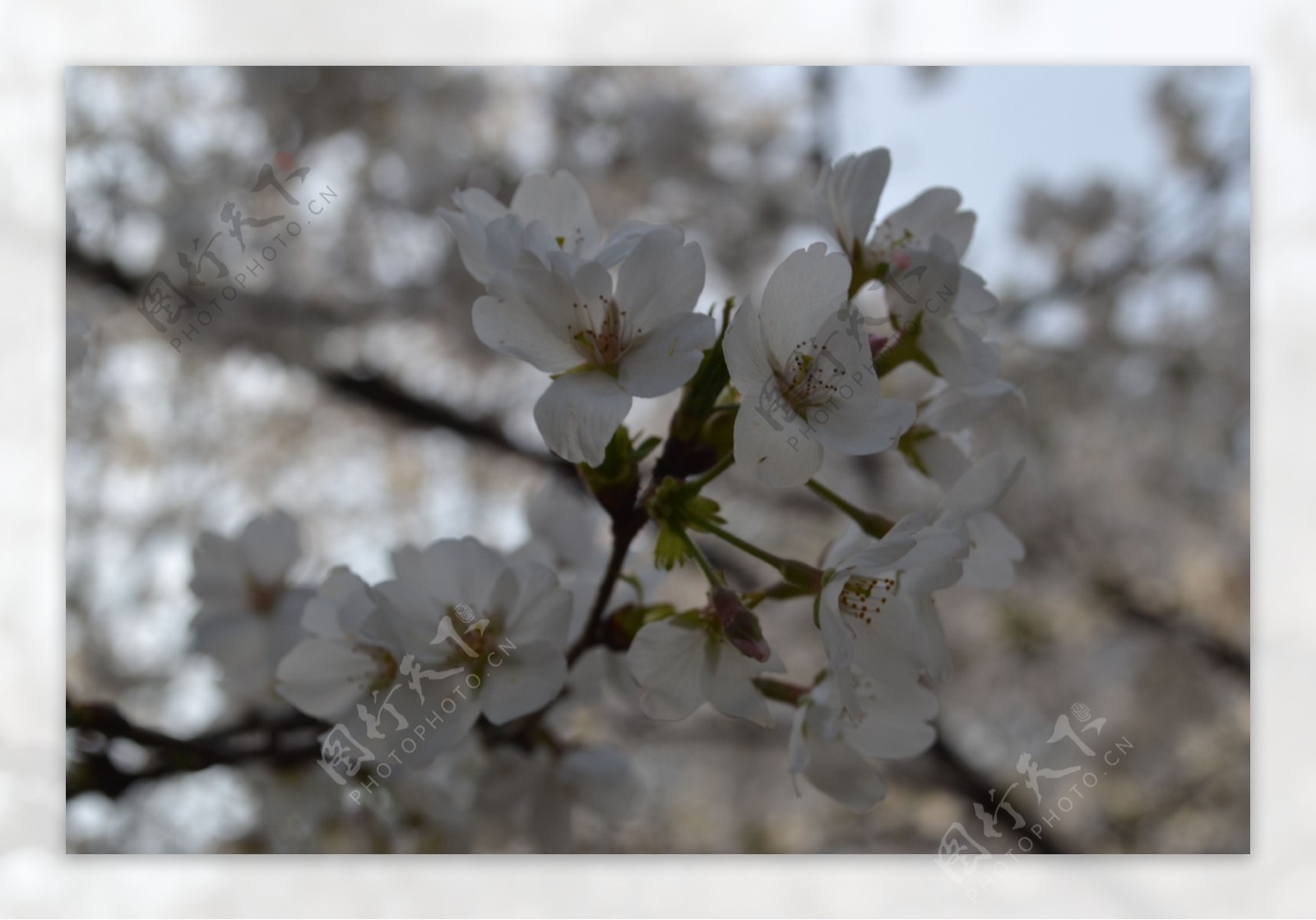 白色樱花图片