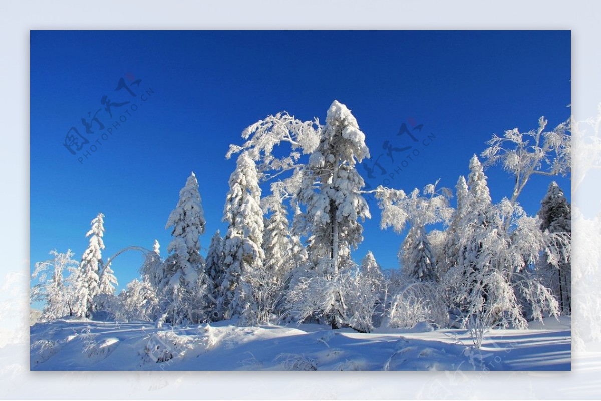 雪乡雾凇蓝天下的纯洁图片
