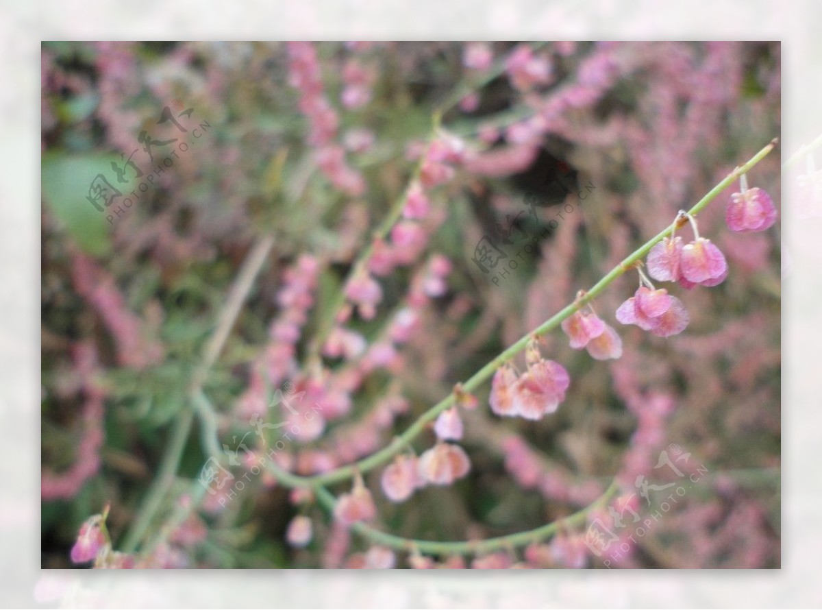 粉红小花图片