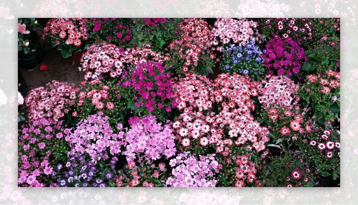 万紫千红花团锦簇图片