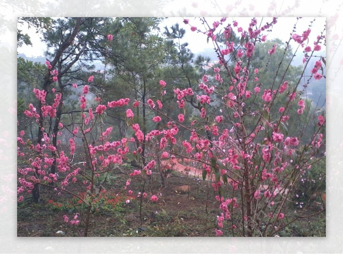 桃花开图片