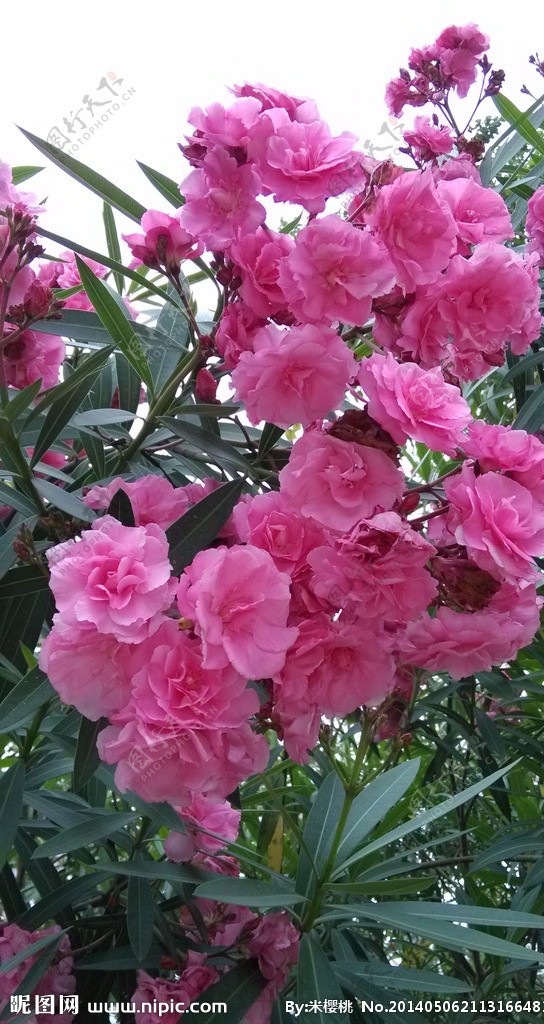 雨后花朵图片