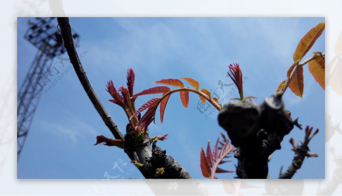 香椿树图片
