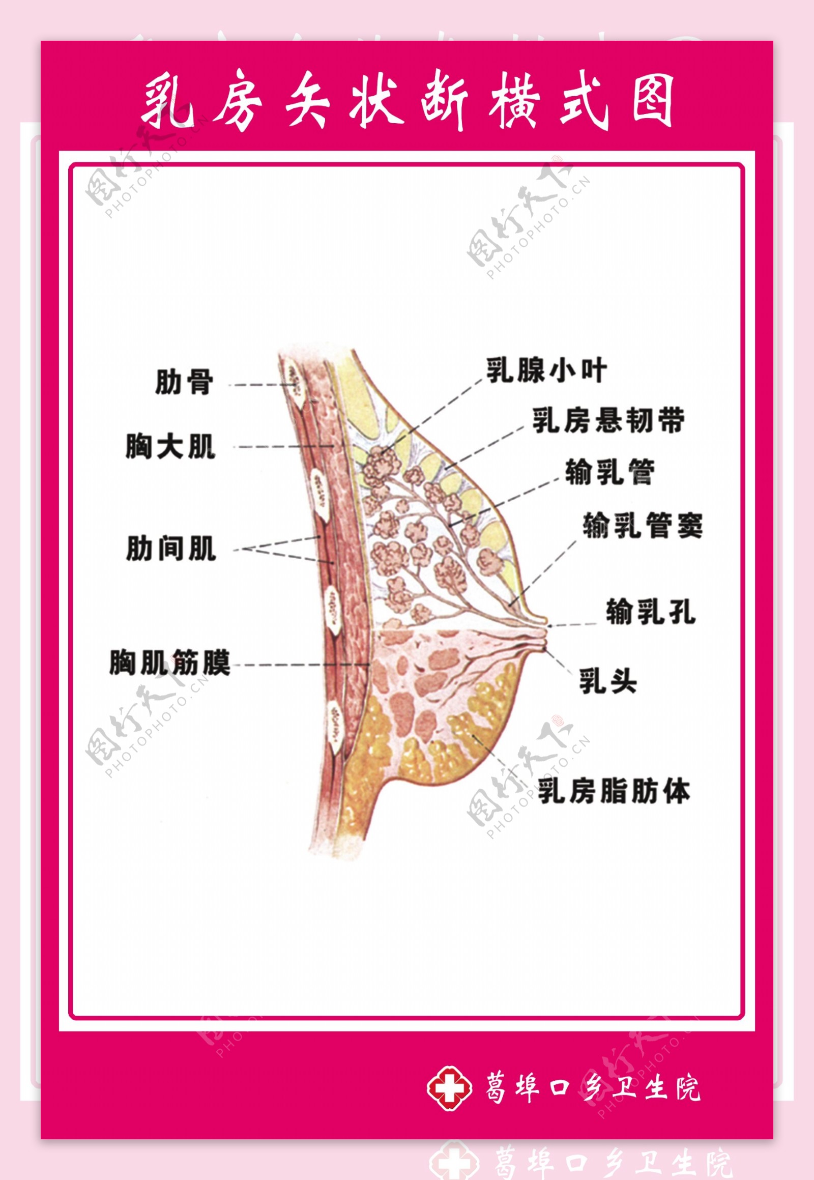 乳房示意图图片