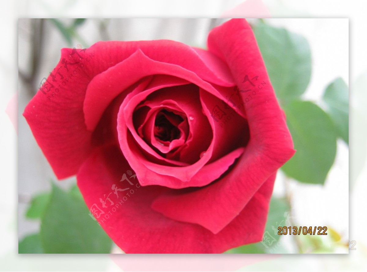 红玫瑰花图片素材-编号16116910-图行天下