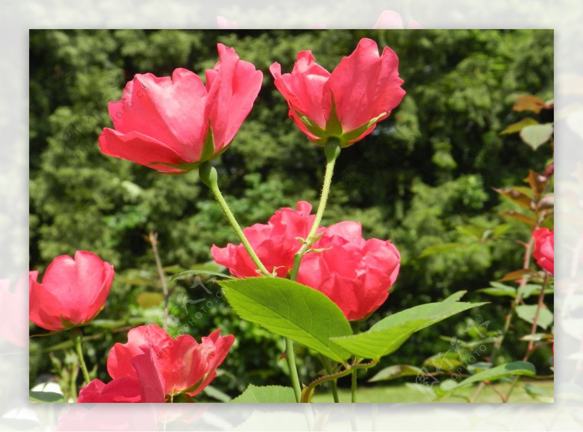 盛开的月季花图片