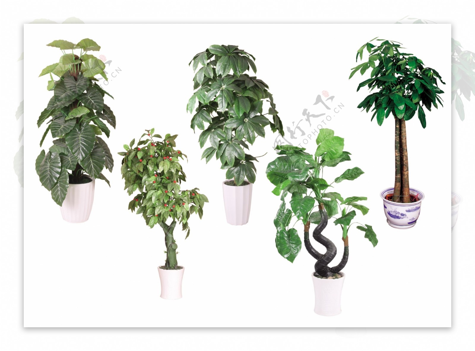 绿色装饰植物图片
