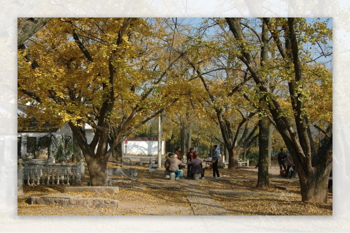 银杏古公园图片