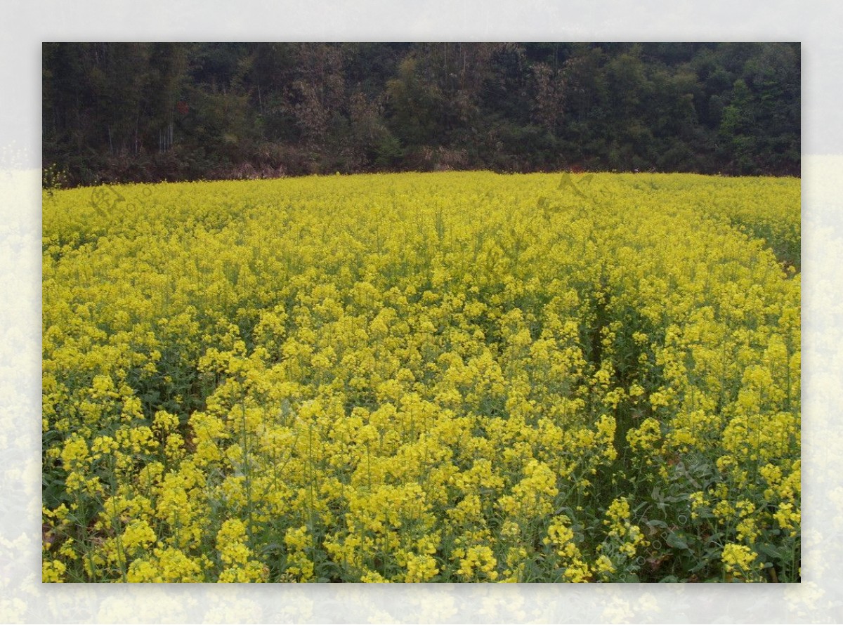 油菜花图片