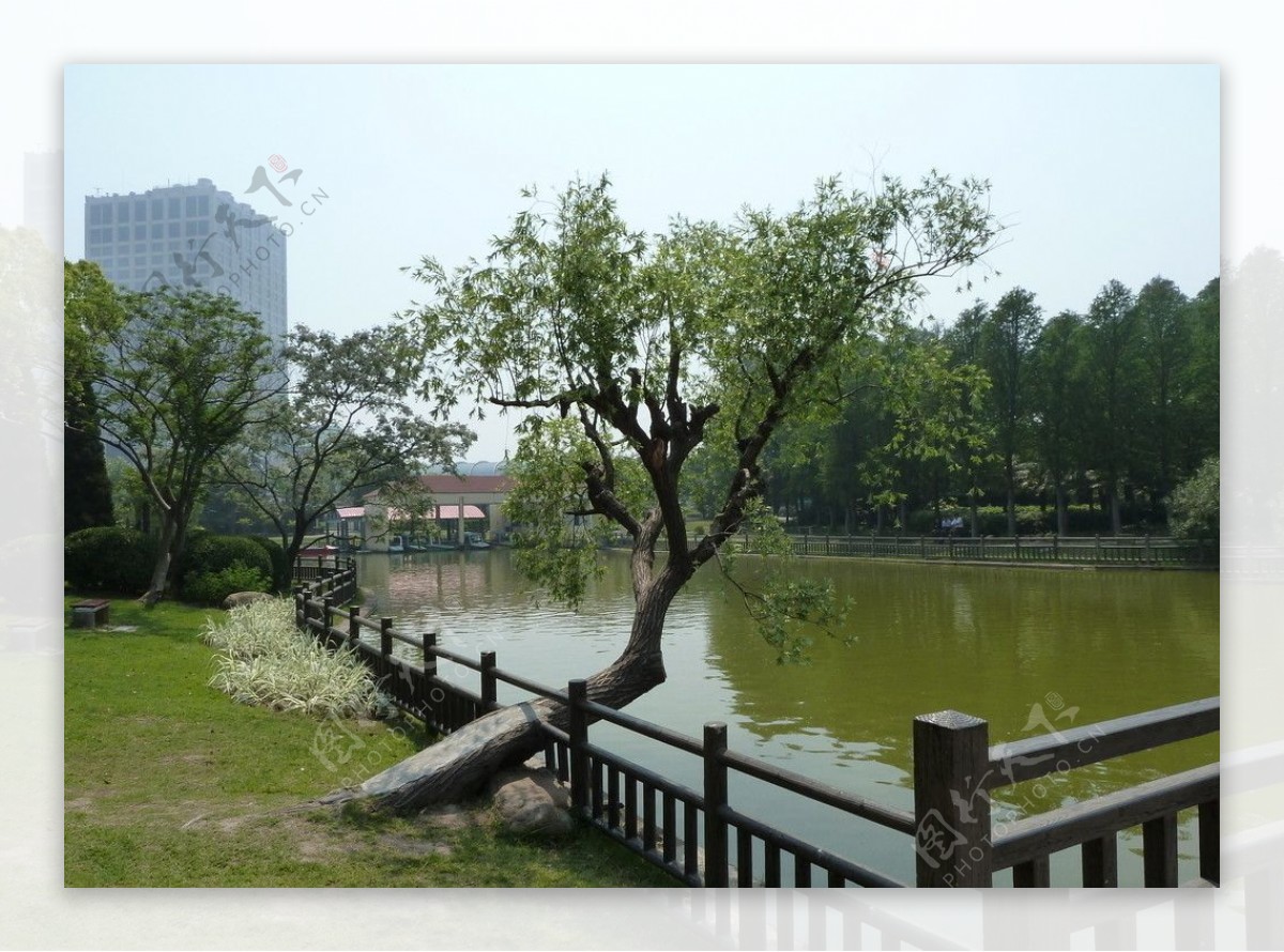 湖畔柳树图片