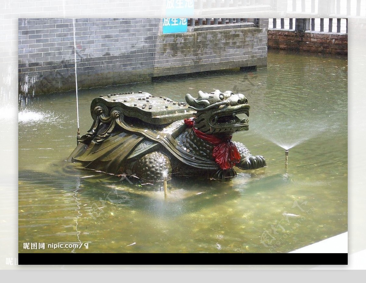 鼎湖的龙龟图片