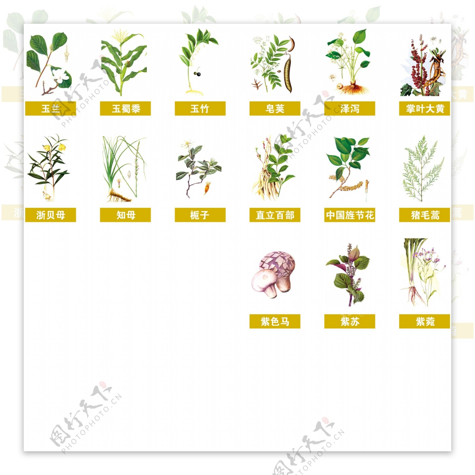 中药百草本草纲木图片